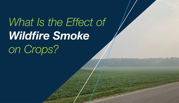 Many farmers have been wondering whether or not the Canadian wildfire smoke is going to affect yields.  Here’s a good article on the subject that concludes…. It depends.

bit.ly/3YwMAOR