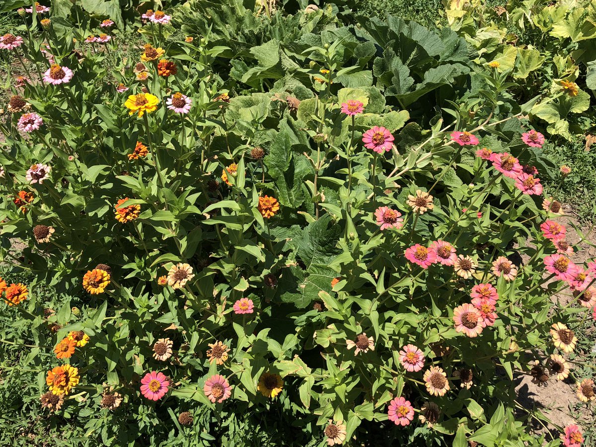 our_pantry's tweet image. Here’s some new things going on in the garden this week… We have beautiful watermelon 🍉 and cantaloupe 🍈 coming up in our melon patch - lots to see 🥹 and enjoy! #Safford #grahamcounty #ONFP #fruitsandveggies