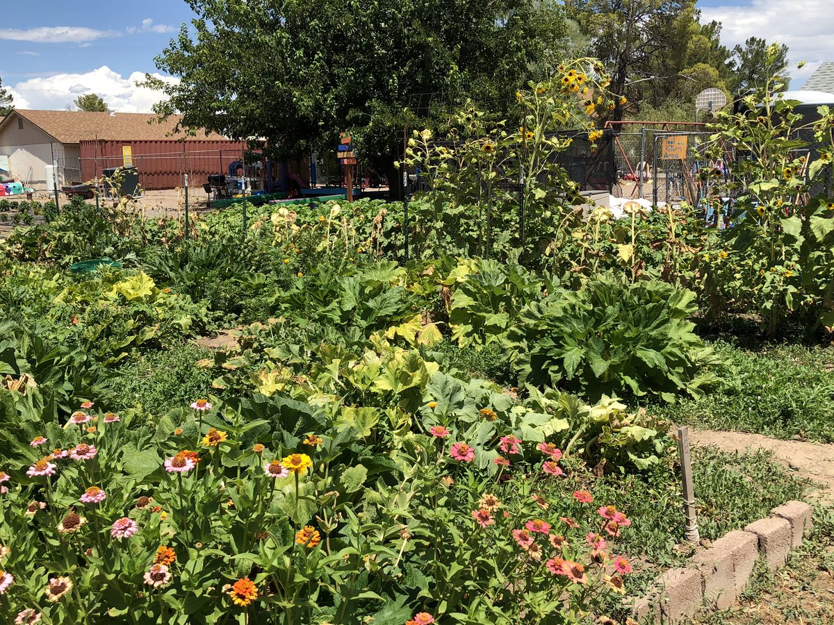 our_pantry's tweet image. Here’s some new things going on in the garden this week… We have beautiful watermelon 🍉 and cantaloupe 🍈 coming up in our melon patch - lots to see 🥹 and enjoy! #Safford #grahamcounty #ONFP #fruitsandveggies