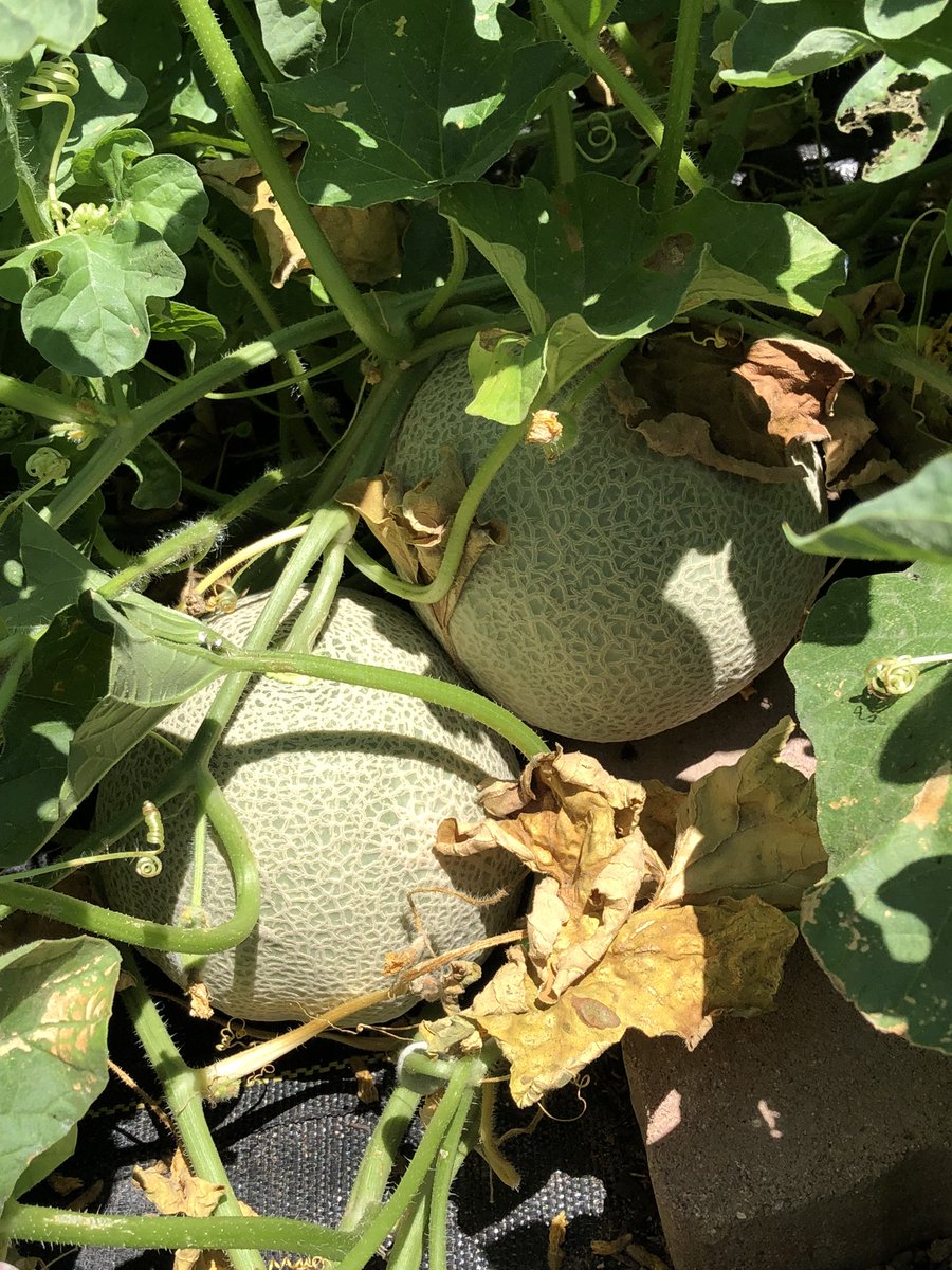 our_pantry's tweet image. Here’s some new things going on in the garden this week… We have beautiful watermelon 🍉 and cantaloupe 🍈 coming up in our melon patch - lots to see 🥹 and enjoy! #Safford #grahamcounty #ONFP #fruitsandveggies