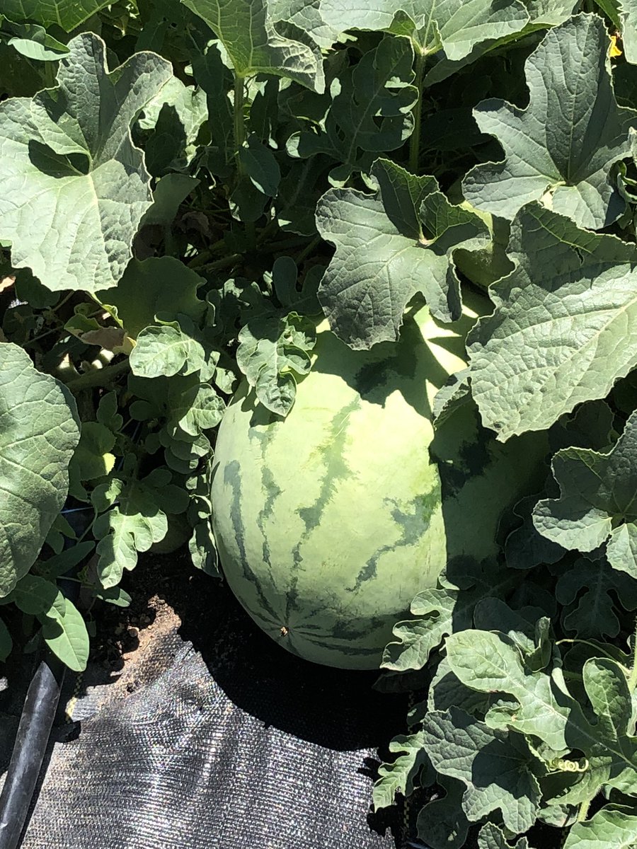 our_pantry's tweet image. Here’s some new things going on in the garden this week… We have beautiful watermelon 🍉 and cantaloupe 🍈 coming up in our melon patch - lots to see 🥹 and enjoy! #Safford #grahamcounty #ONFP #fruitsandveggies
