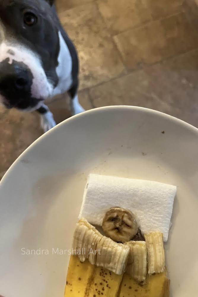 FunkyFoodArt's tweet photo. This little guy wasn’t peeling well and Theodore pittied him. 

#Pitbull #CuteDogs #DogsLife #dogs https://t.co/1tdzb5s142