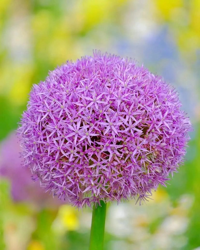 Csyi88's tweet photo. Onions are a popular ornamental plant for gardens in Europe, both for colour in the garden and as cut flowers indoors.
garden or as a cut flower for the interior, simply plant in a sunny spot.

-
💯
#vscocam #vsco #like #instagood #photooftheday #photography #follow #instagram https://t.co/11MNwYqo2O