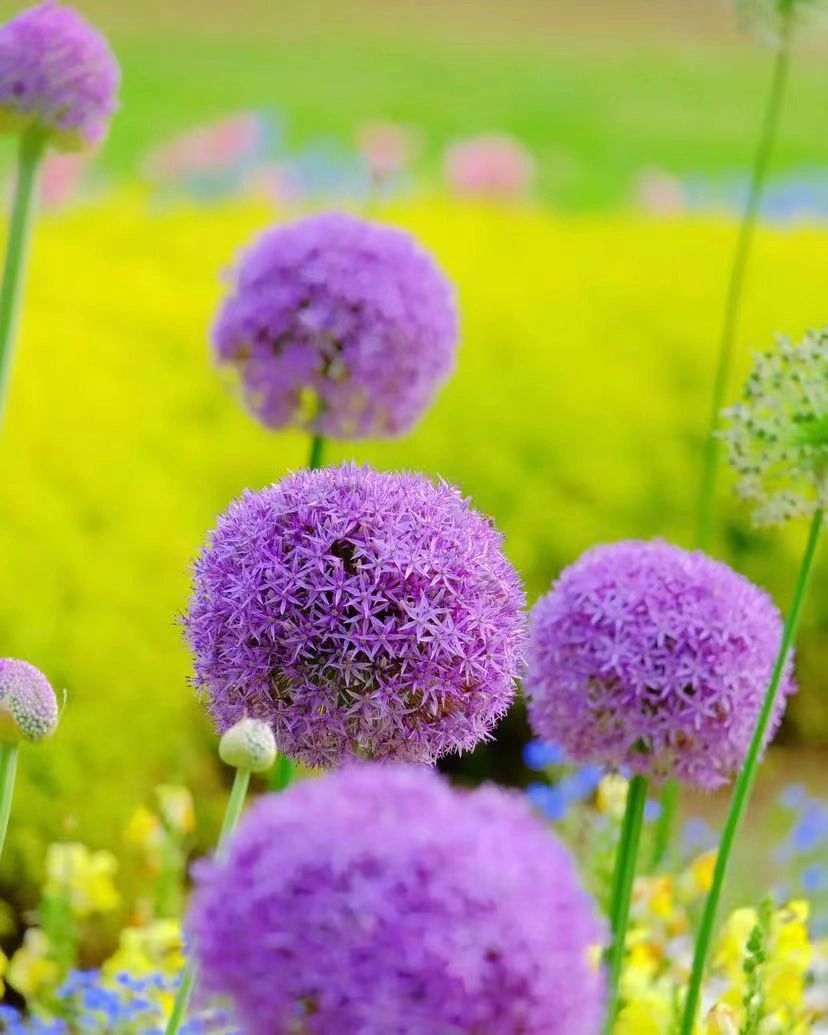 Csyi88's tweet photo. Onions are a popular ornamental plant for gardens in Europe, both for colour in the garden and as cut flowers indoors.
garden or as a cut flower for the interior, simply plant in a sunny spot.

-
💯
#vscocam #vsco #like #instagood #photooftheday #photography #follow #instagram https://t.co/11MNwYqo2O