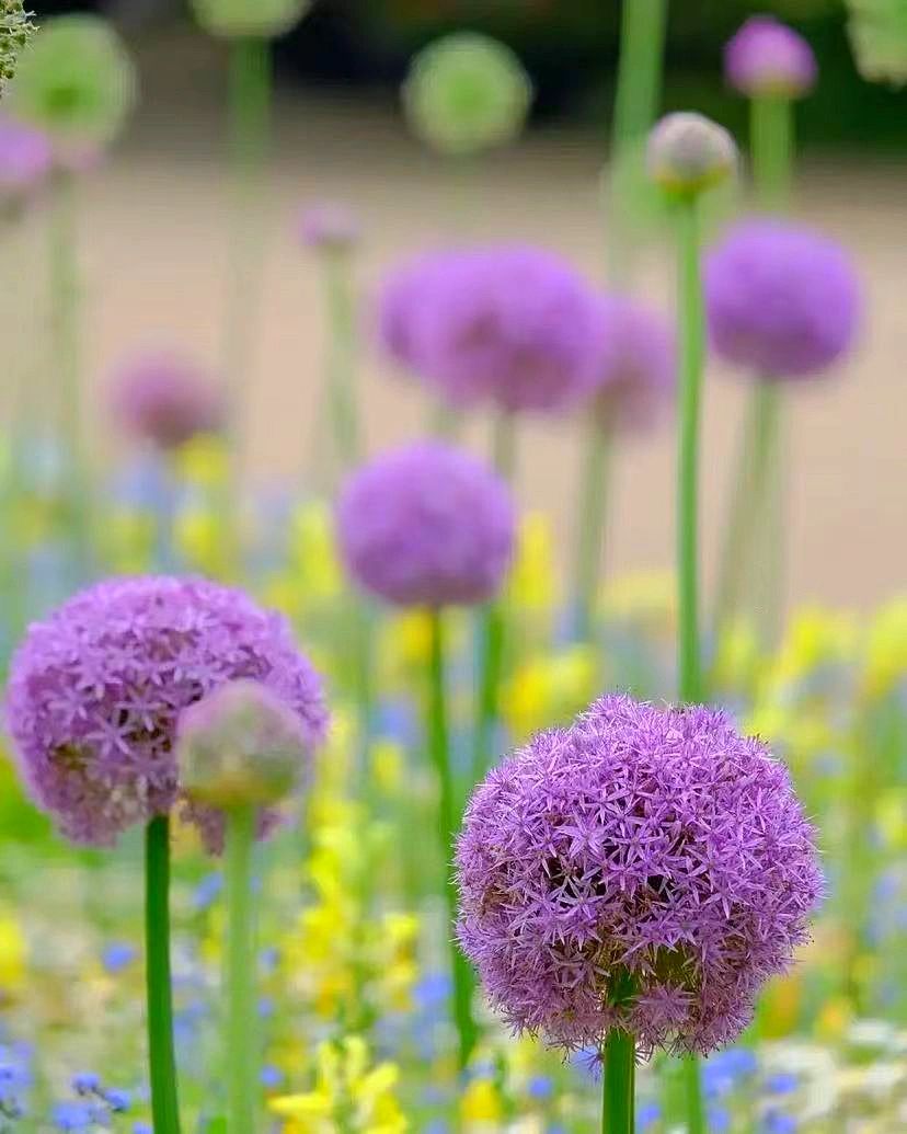 Csyi88's tweet photo. Onions are a popular ornamental plant for gardens in Europe, both for colour in the garden and as cut flowers indoors.
garden or as a cut flower for the interior, simply plant in a sunny spot.

-
💯
#vscocam #vsco #like #instagood #photooftheday #photography #follow #instagram https://t.co/11MNwYqo2O