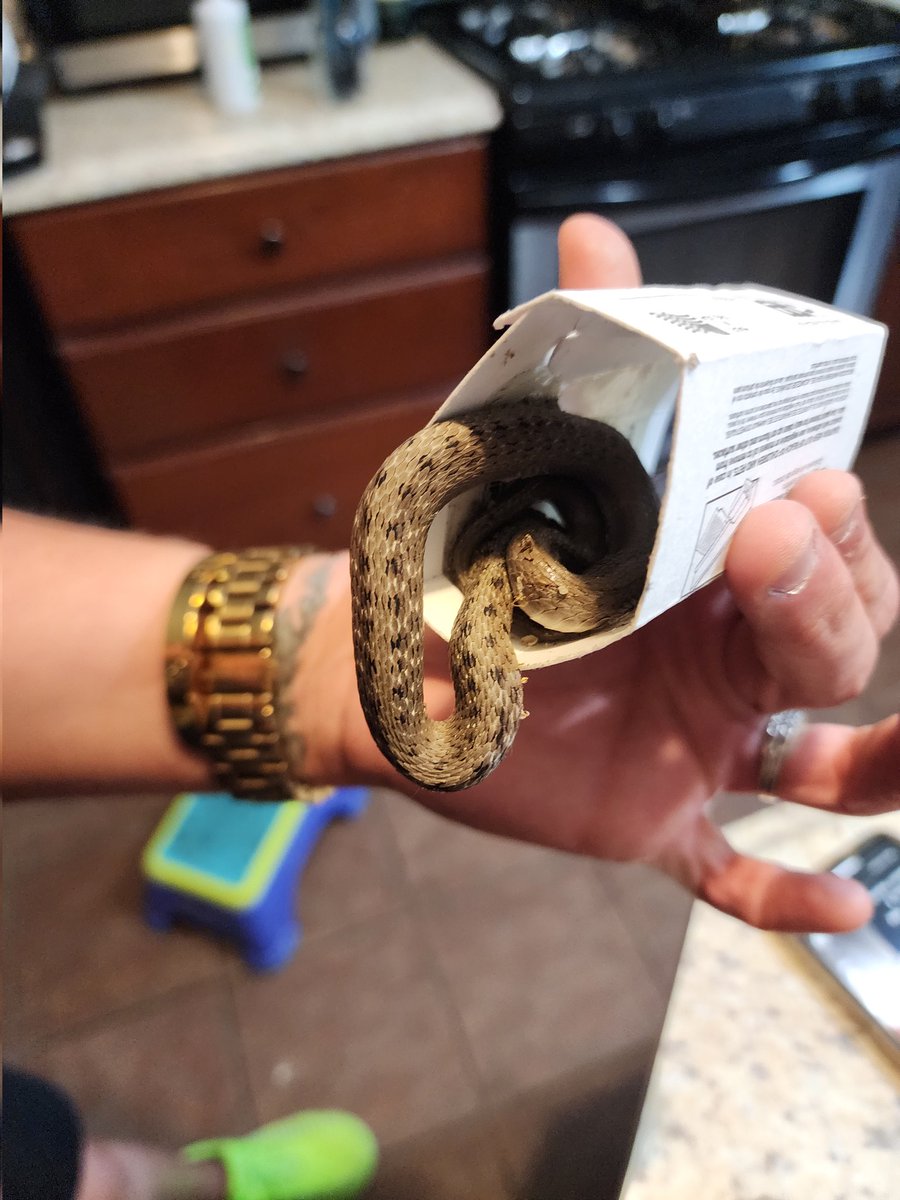 timalt24's tweet photo. @WildSnakeID https://t.co/l5q9vaJ5HT
