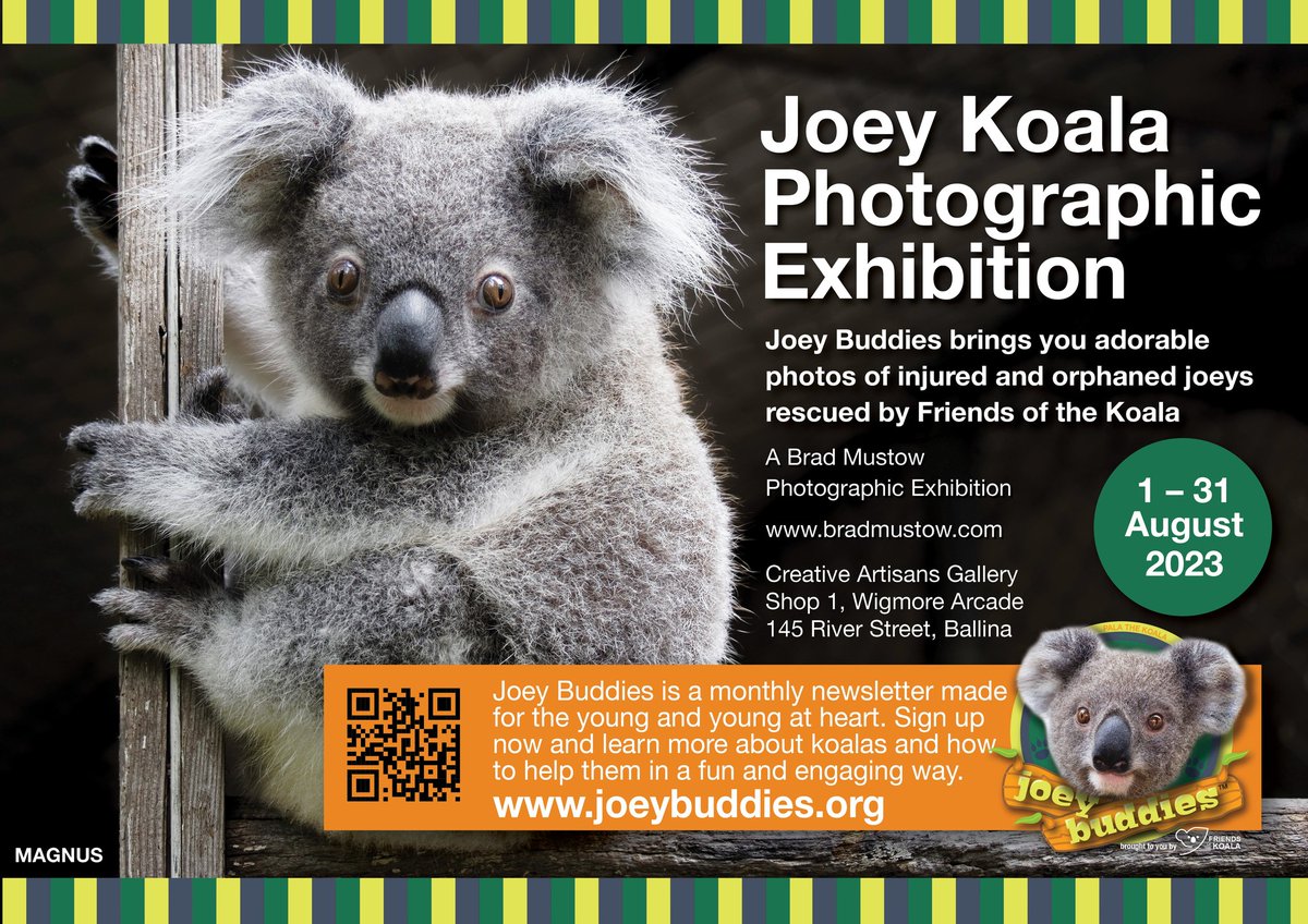 Creative Artisans gallery in Ballina currently has an exhibition of my FOK Joey photos through all of August. 
If you'd like to come in and buy a print or framed photo all proceeds are going to Friends of the Koala.
#friendsofthekoala <a href="/talkingkoala/">Maria Matthes</a> <a href="/LinguIna20/">LinguIna</a>