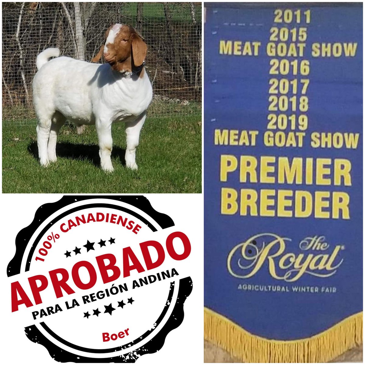 Cannexion's tweet photo. Mejor ganadería BOER d 🇨🇦

Única en Norte América avalada por @InspectionCan para exportar a 🇨🇴 

✅️ Animales vivos 
✅️ Embriones 
✅️ Semen congelado 

Info@gencanada.com 

#LegalidadGenéticaSanitaria

Opción para mejoramiento genético

#SeguridadAlimentaria

@YeseniaOlayaR https://t.co/0jjAFZeenM