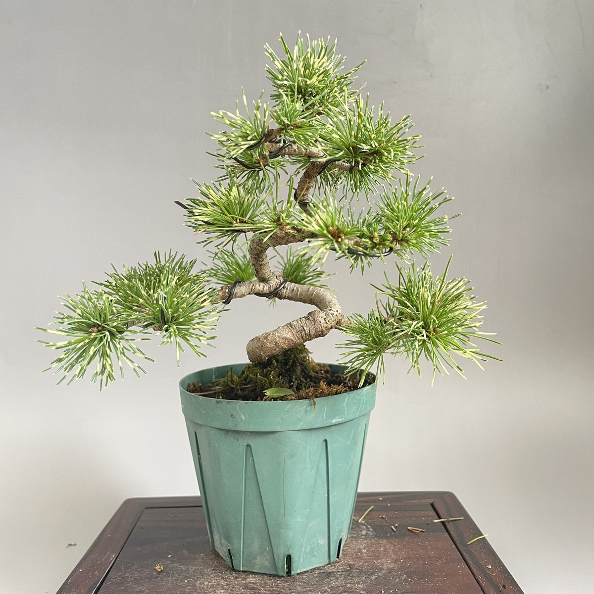 花折松慶＠Bonsaist 千寿丸•千寿姫•花火 on X