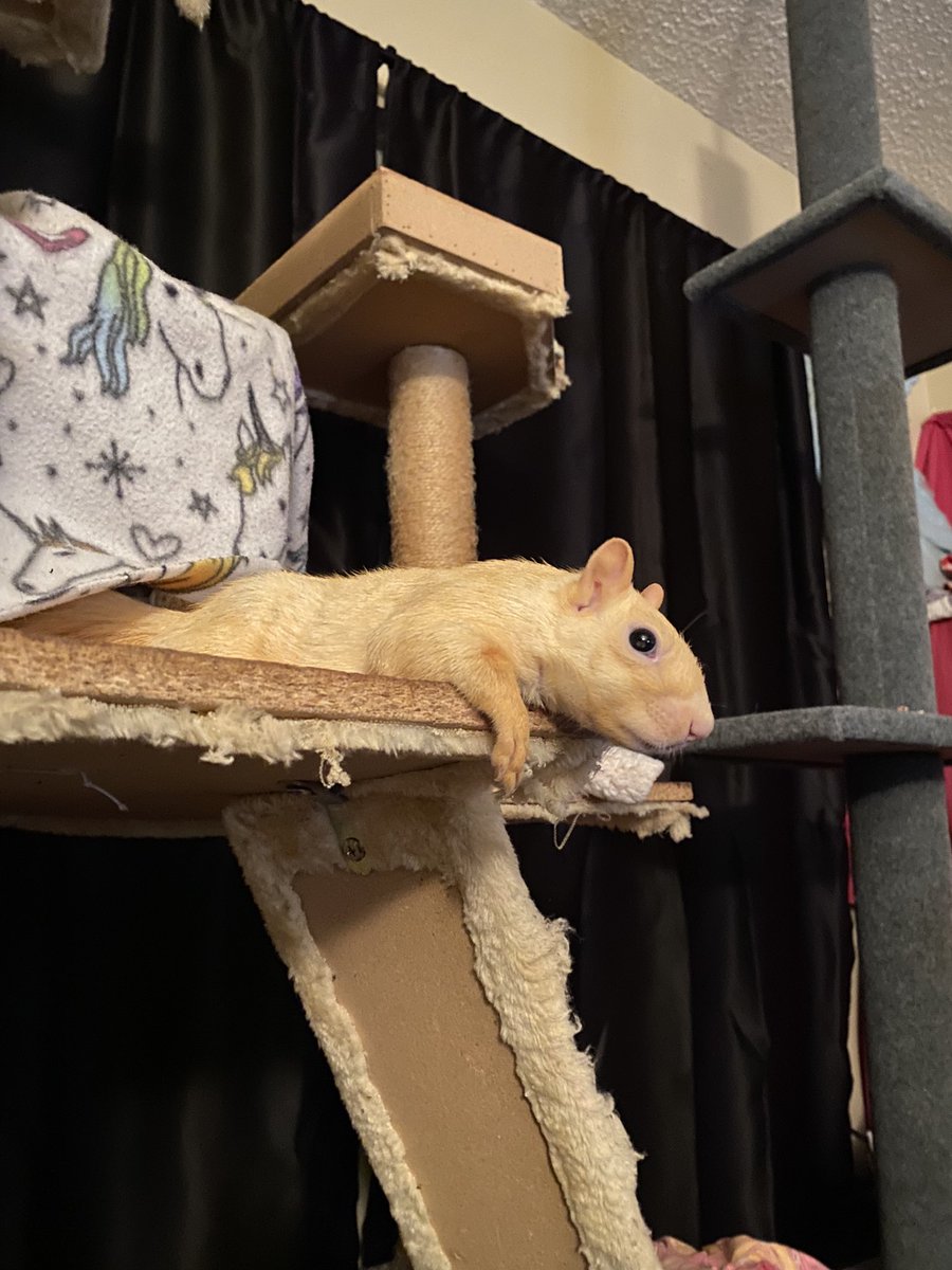 My handicap pet squirrel Mr Bunny.