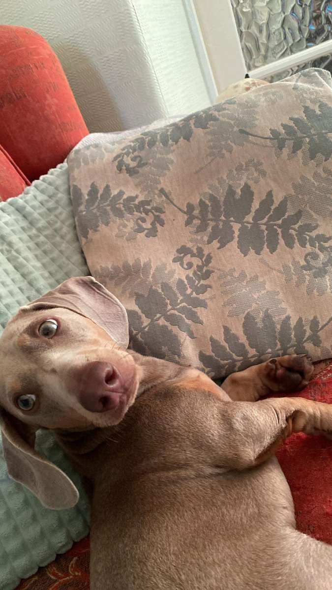meg_iveson's tweet photo. @AldiUK Milo the miniature dachshund for the small category 🐶 #EarlsPooches https://t.co/phNdF3vzma