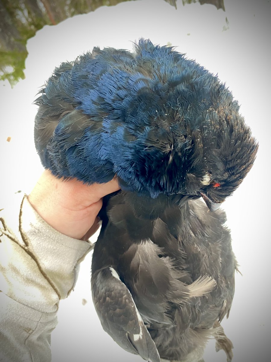 HuntersComp's tweet image. User: Mayn_161
Date: 2022-01-21
Country: Sweden
Region: Värmland
Species: Black grouse 
Sex: Male 
Weight: 1.40 kg / 3.09 lbs 
HuntersCompanion.com
#hunting #jakt #jagd #toppjakt