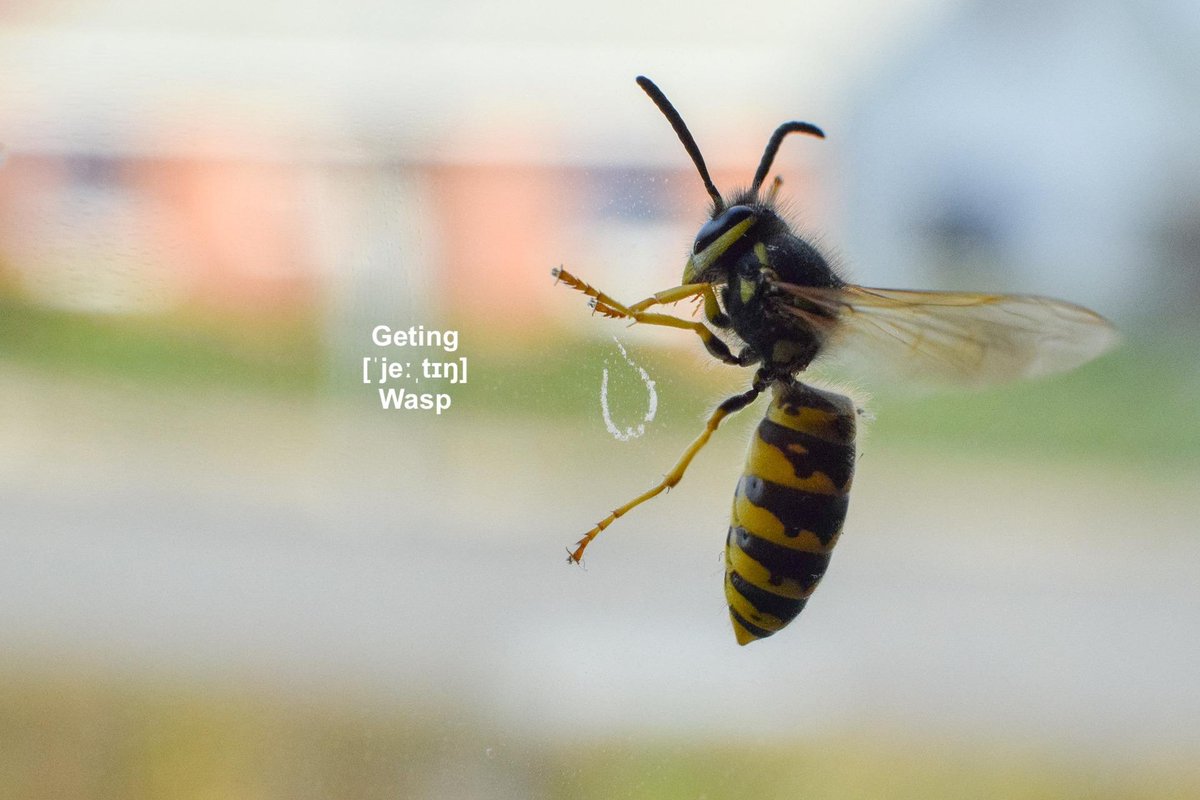 SpeakSwedish's tweet photo. #Swedish summer menace: #Geting (#wasp) tends to be very active at this time of the year. The word geting originates from Old Swedish 'gētunger', equivalent of get (“goat”) + -ing, from the antennae which resemble the horns of the goat.
#summermenace https://t.co/w88mDxYagq