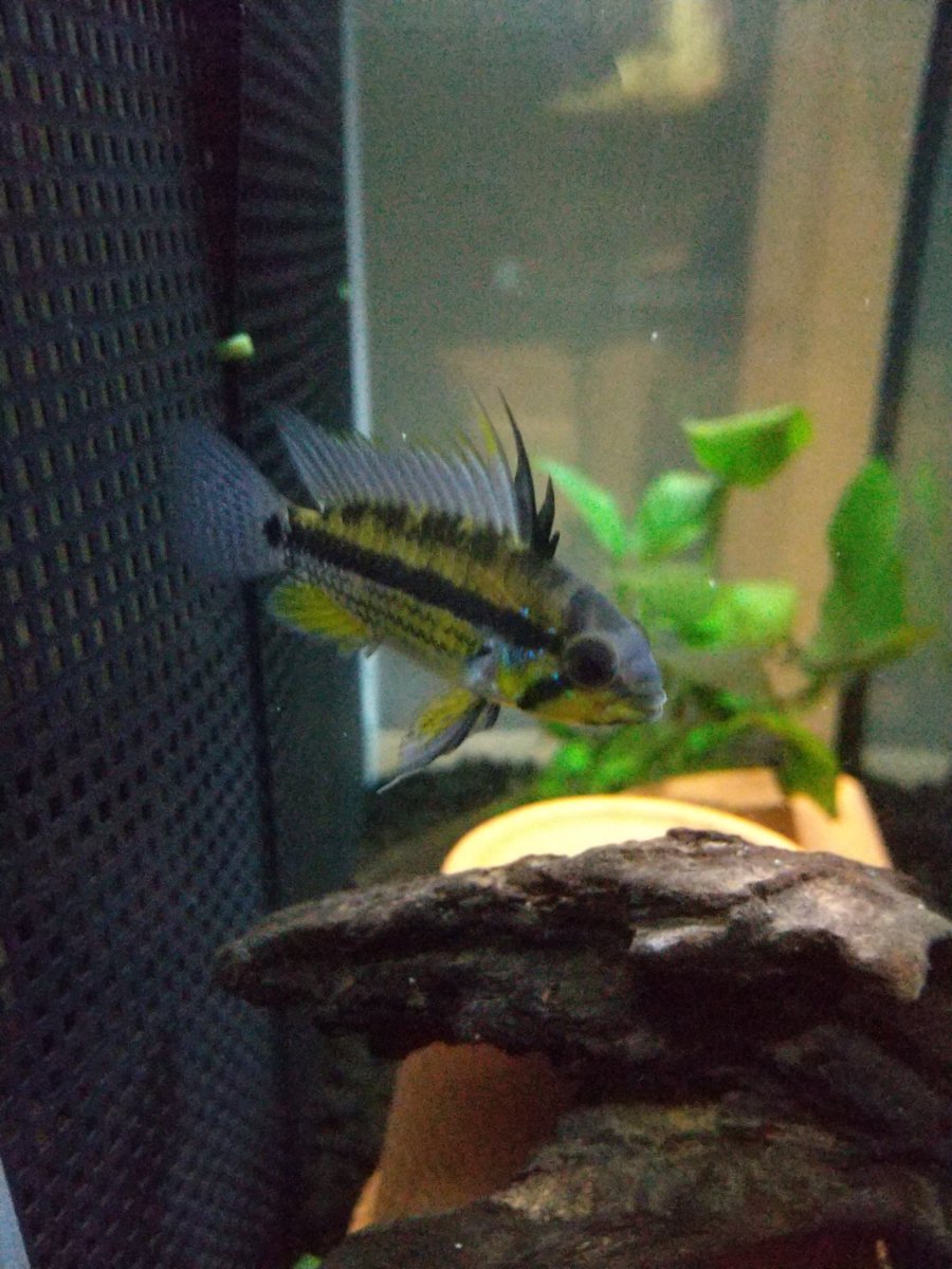 アルパフアヨ
だいぶ背鰭が伸びてきたな～