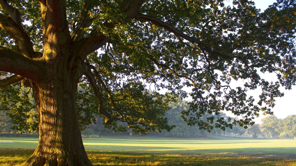 La Fondation wallonne pour la Conservation des Habitats organise le Concours de l'Arbre de l’année ! Vous avez un arbre préféré ? 🌳 Soumettez la candidature de votre feuillu wallon ou bruxellois favori d’ici au 31 août 👉 arbrebelge.be