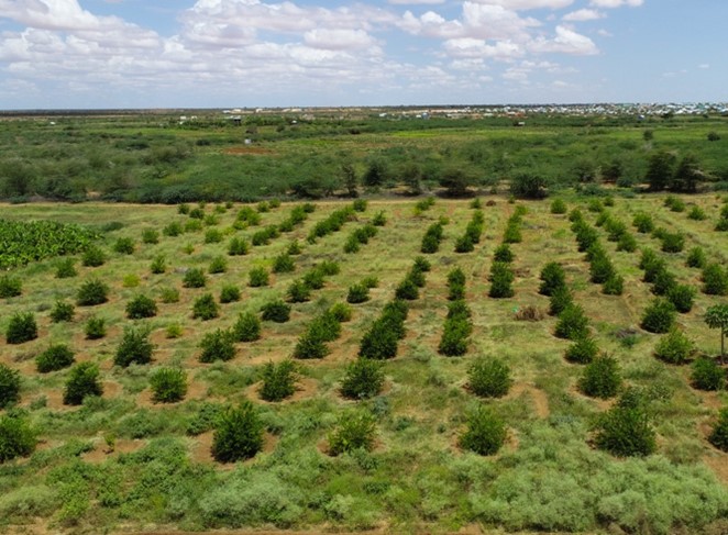 NRC_EAY's tweet photo. Access to water is one of the most important items for farmers, #BRCiS supported Bantaal cooperatives in Dollow district to access climate smart irrigation system to increase food production and boost their livelihoods. @ScrpSomalia
@moaisomalia, @MoF_Somalia, @MoPIED_Somalia https://t.co/EFarauxfnb