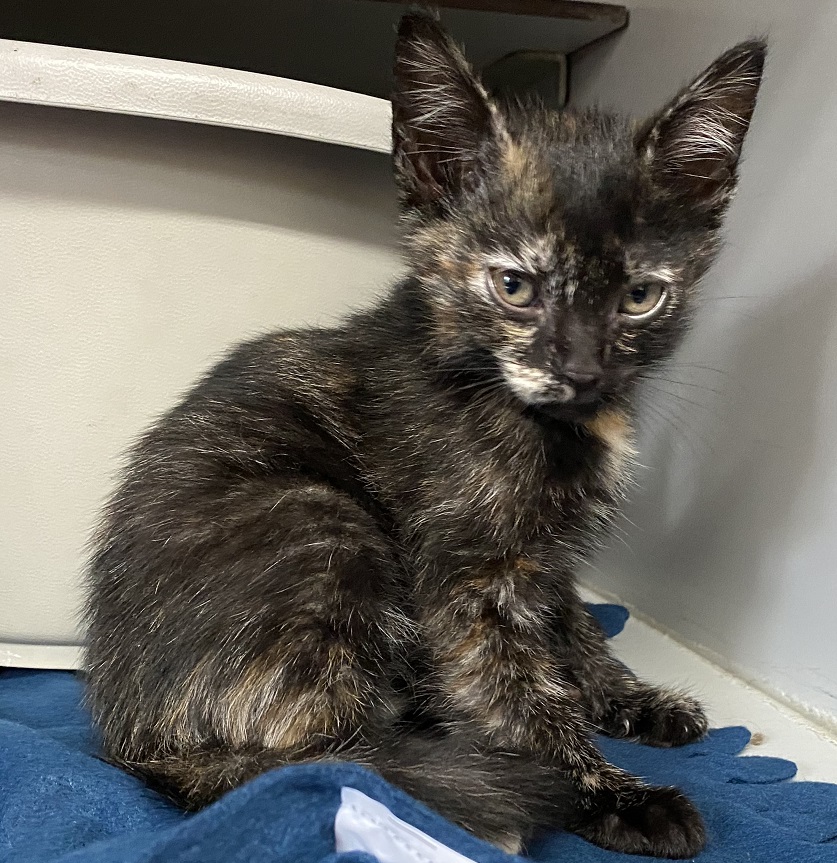 Kleine Maan is als laatste 'over' van het nestje prachtige sociale kittens. En ze is niet blij! Ze zoekt dus n liefdevol thuis met huisgenoten die veel thuis zijn en die al een jonge kat hebben. Bel ons als er vragen zijn. Dat kan tussen 10-12u