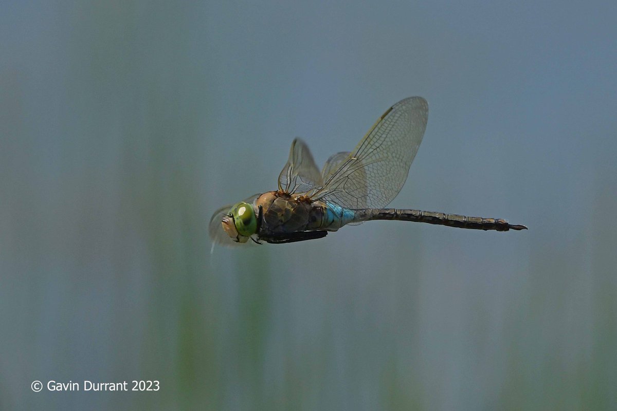 Great to see so many Lesser Emperor dragonflies at Carlton marshes. Seven were seen on one set of marshes, undoubtedly more in other areas. Not easy to get photos though @SWTSiteManager <a href="/SWTBroadsWarden/">SWTBroadsWarden</a> <a href="/suffolkwildlife/">SuffolkWildlifeTrust</a> <a href="/SWTCarltonMarsh/">SWT Carlton Marshes</a>