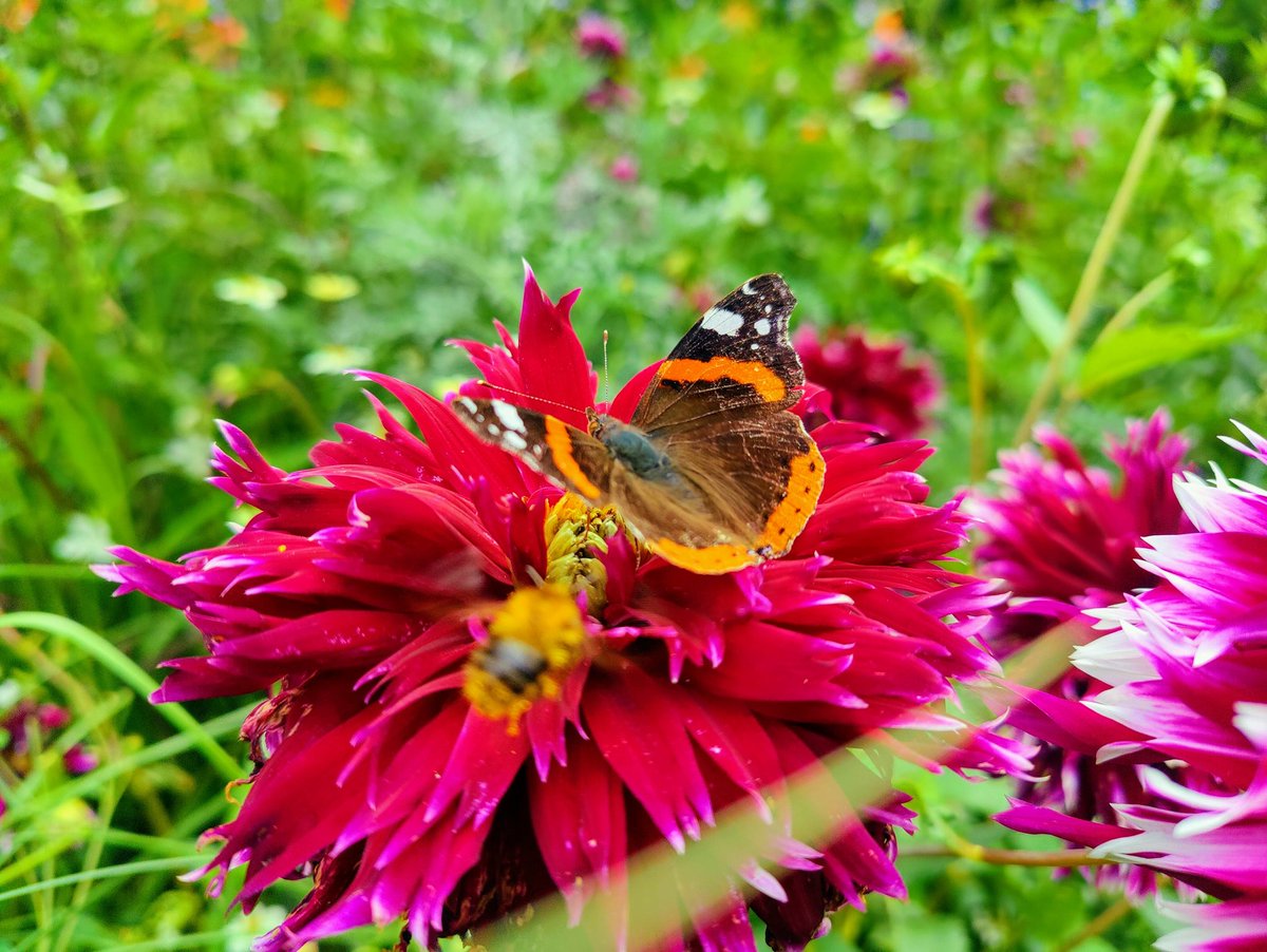 Deze vlinder kreeg bezoek van een... Hommel? Jammer genoeg vloog die te snel om scherp op de foto te staan 😅