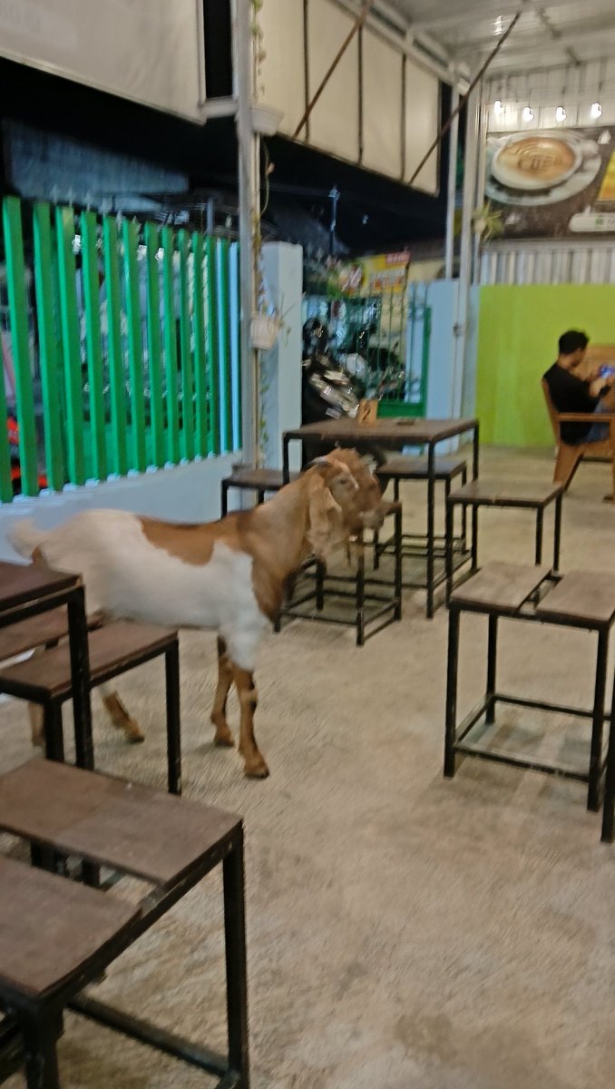 yhttsaa's tweet photo. 🐐:Assalamualaikum, ndredek ngopi om https://t.co/XBpbBaY6z7