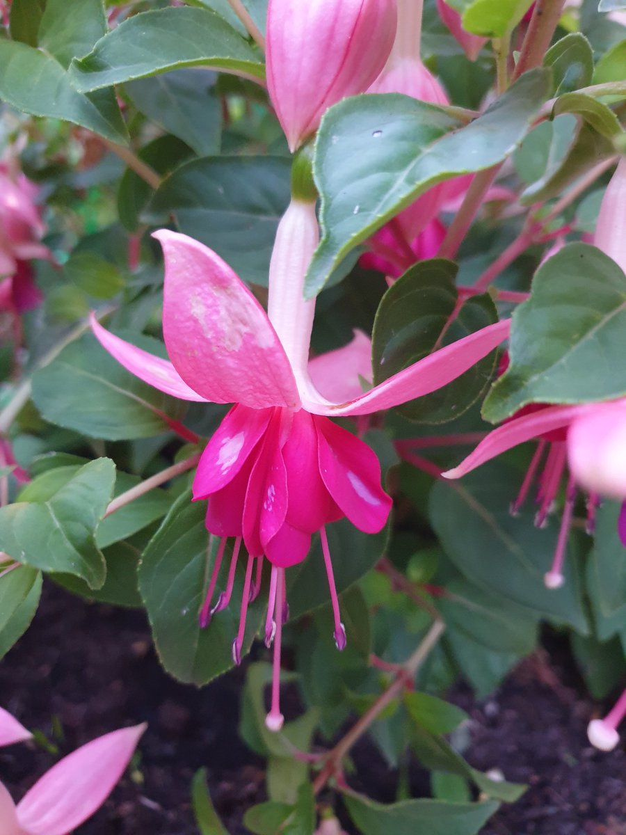 winludivine's tweet photo. Let's have a #FuchsiaFriday. Such pretty joyful little flowers. This came back from a couple of twigs after the winter. It is smothered now. https://t.co/yrTFhNYSUR