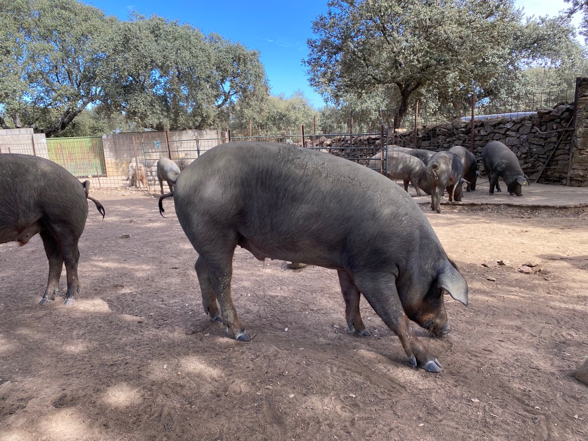 Livestock Genetics from Spain | ExportGen tweet media