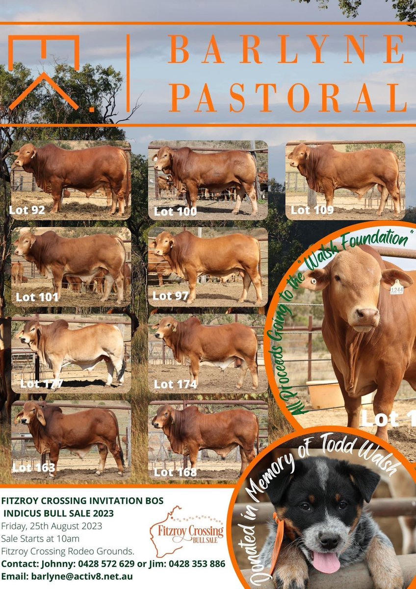 #FitzroyCrossingBullSale
