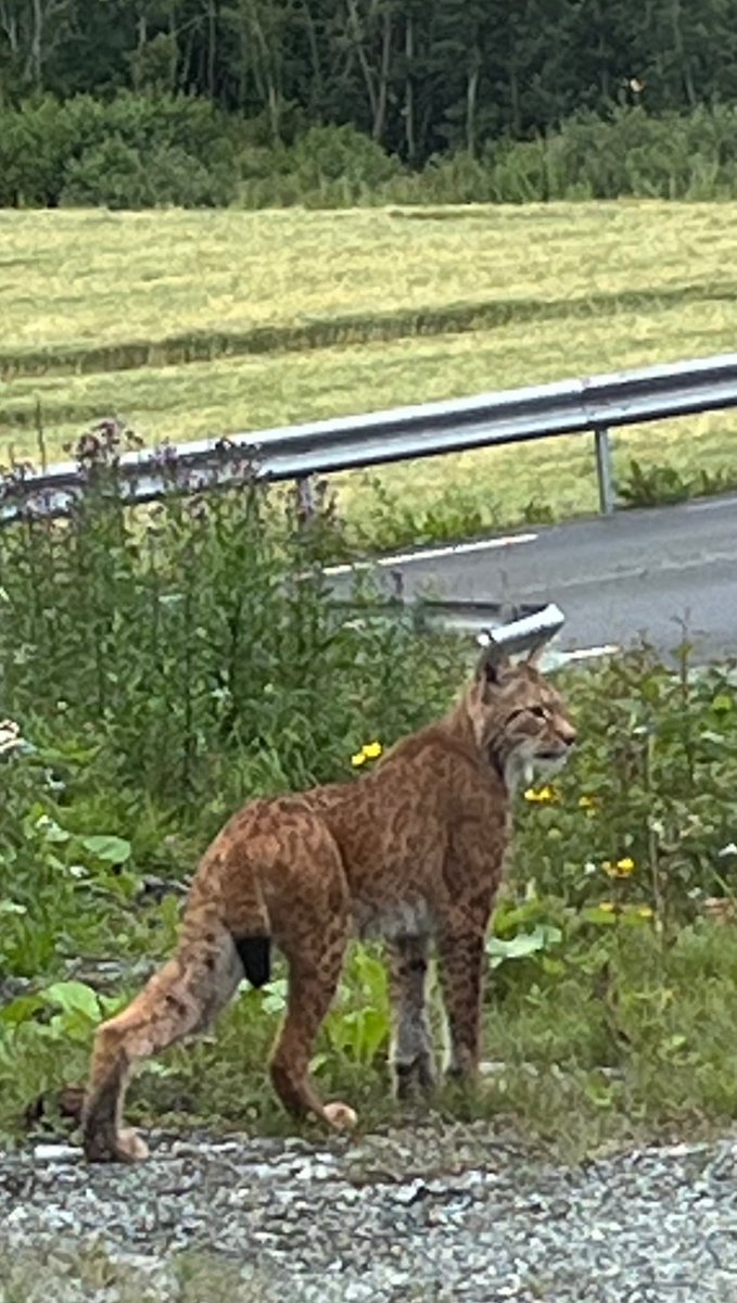 Kona fikk frokostkaffen i halsen når dette svære kattedyret plutselig satt i gårdsplassen for 5 min siden! Totalt uredd og veldig kraftig gaupe…