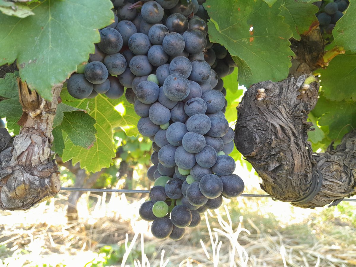 BrigandVin's tweet photo. ⚔️🍂 Bien court derrière les oreilles sinon je n'y vois plus rien ! Dernier #Ecimage sur #Syrah vigoureuse afin d'offrir le maximum de confort pour les Vendangeurs. 💜 https://t.co/SRtAHRFbwJ