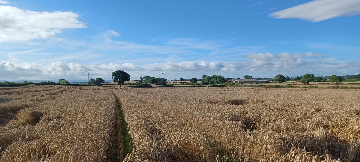 CharltonJohn's tweet image. Pushing on with a bit of pH testing prior to barley this morning. Bit of a pain when the wheat is still on, but it's going to be a tight turnaround this time. #harvest23 #phtesting #liming @RandTLiming @AgriiUK