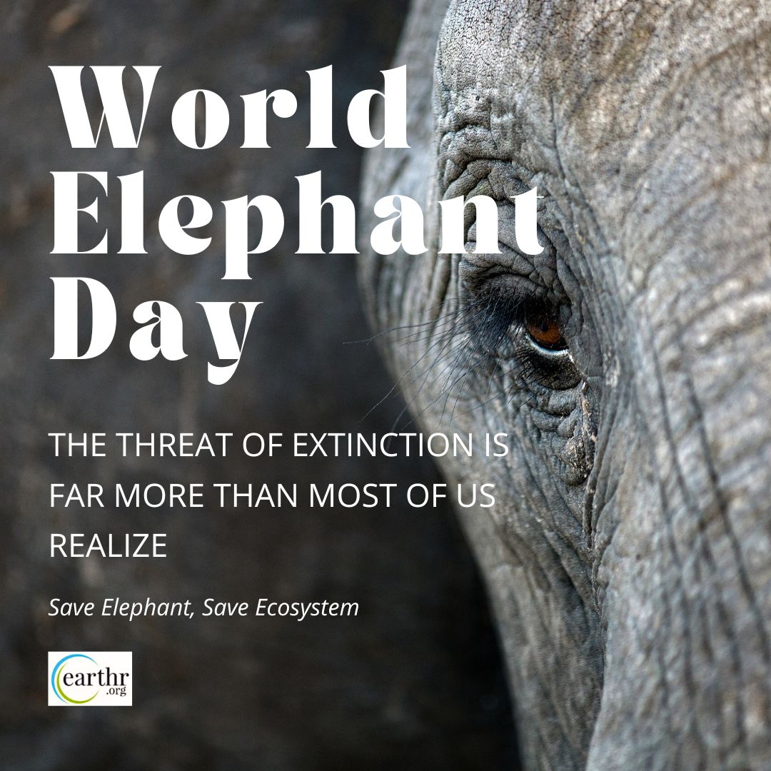 🐘 On World Elephant Day, let's celebrate these majestic giants who roam the earth with grace and strength. 🌍 Let's stand together to protect and preserve their habitats, ensuring a brighter future for these incredible creatures. 🌿🐘 #savetheplanet #WorldElephantDay