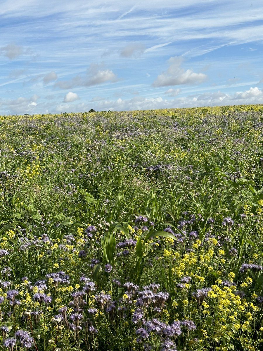 I do love a summer cover crop, great for the soil and pollinators.  Wish it was an SFI option!  This is after failed winter beans