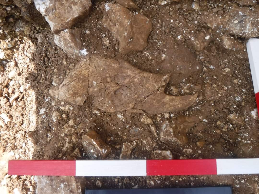 BtnHoveAS's tweet image. Day 3 (Weds) off or #BigDig: Much of the fill from the large "flint pit" has been removed.  We have had more interesting finds, including what may be antler &amp;amp; another hammerstone in the "flint pit."  Many more features are now appearing across the site. 
#RockyClump #archaeology