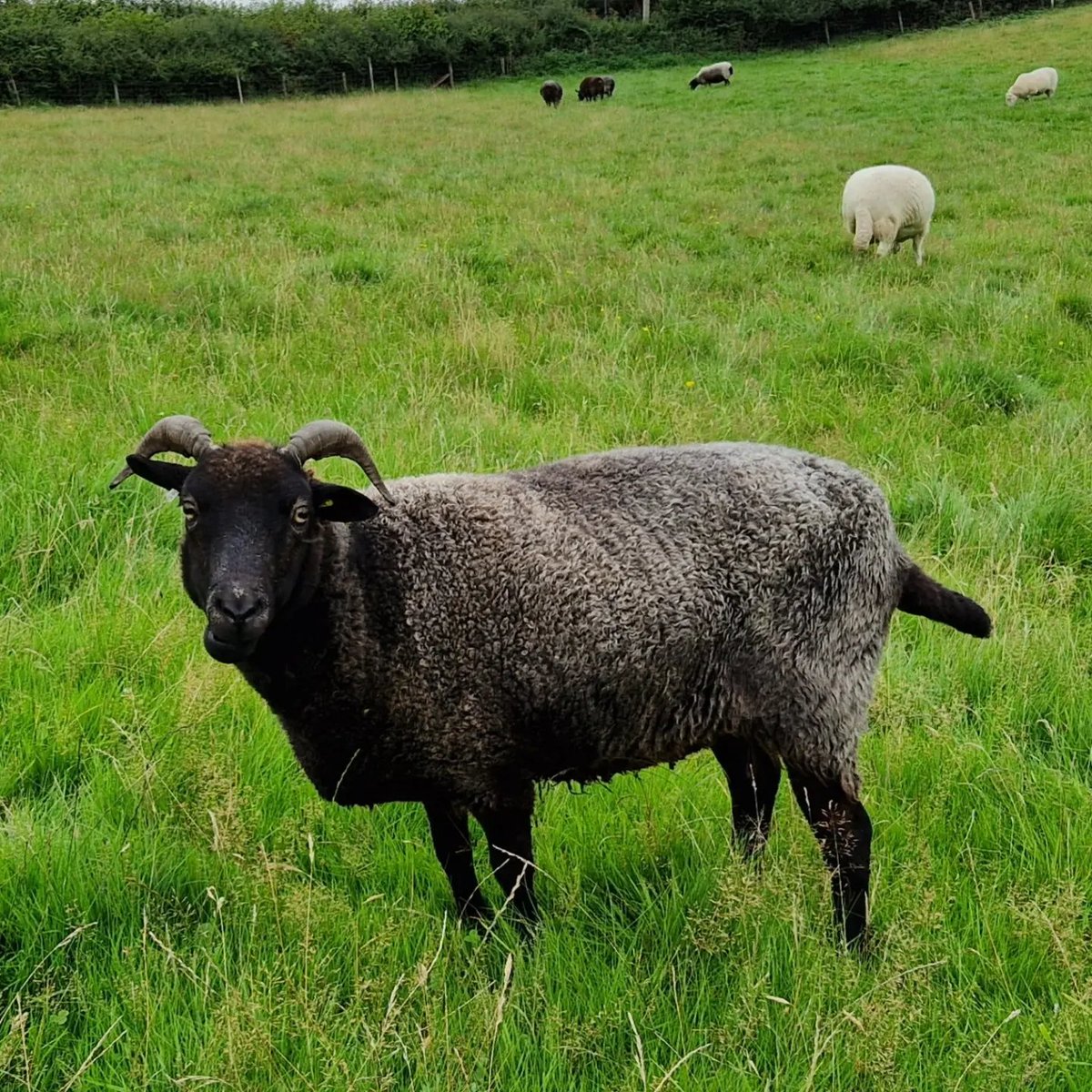WPSSanctuary's tweet photo. Cali and friends knee deep in some beautiful fresh grass ๐ฑโ๏ธ๐ฑ
#animalsanctuary #sheep365 #sheeplife #freshgrass #summer #nonprofit #amazonwishlist #sheeple #animallovers #foreverhome https://t.co/CNO29jR6Or