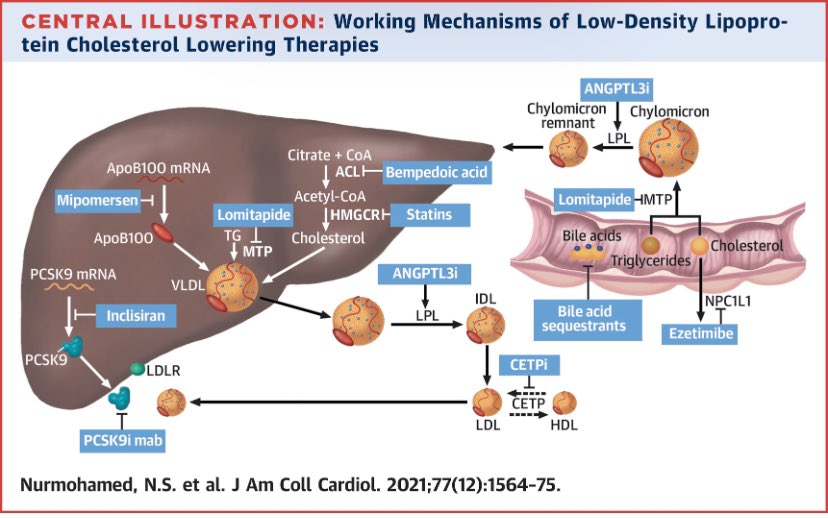drhungo's tweet photo. How do lipid lowering 💊 💉 work ⁉️

🔹 ⬇️ absorption of cholesterol from the gut (ezetimibe)

🔸 ⬇️ the synthesis of cholesterol in the liver (statins, bempedoic acid)

🔹 ⬆️ liver clearance of LDL 👉🏼  by inhibiting the PCSK9 pathway (Inclisiran, evolocumab)

Whilst cholesterol isn’t the ONLY risk factor, in the appropriate 👤 LDL ⤵️ significantly ⬇️ the progression of plaque/ASCVD 

#MedTwitter #CardioTwitter #MedEd #FOAMed #LDL #lipids #cholesterol