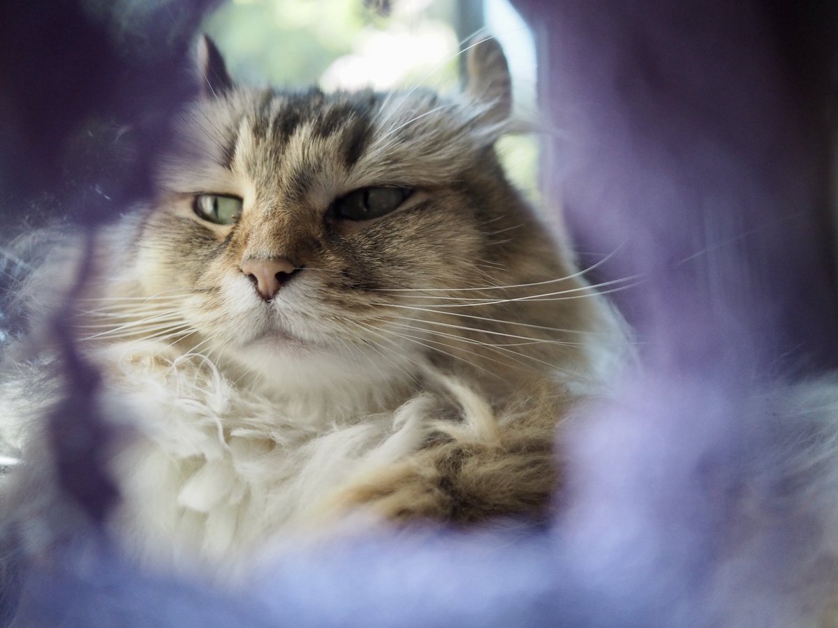 Maple_SKM's tweet photo. 今日のオリーブ。「暑いにゃ」 / Today's Olive.  #猫 #cat #neko #americancurl #アメリカンカール https://t.co/UECkk5kwqx