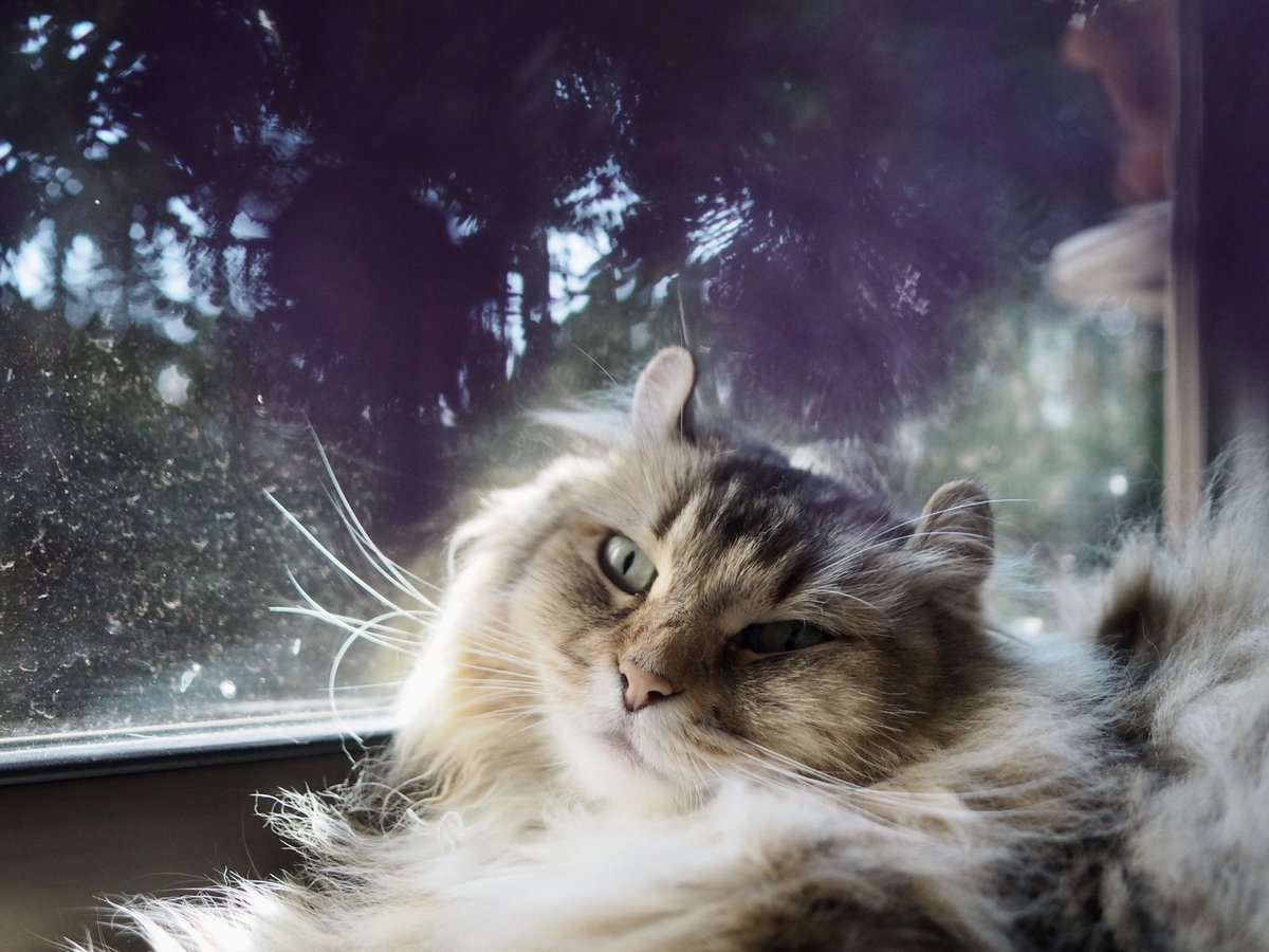 Maple_SKM's tweet photo. 今日のオリーブ。「暑いにゃ」 / Today's Olive.  #猫 #cat #neko #americancurl #アメリカンカール https://t.co/UECkk5kwqx