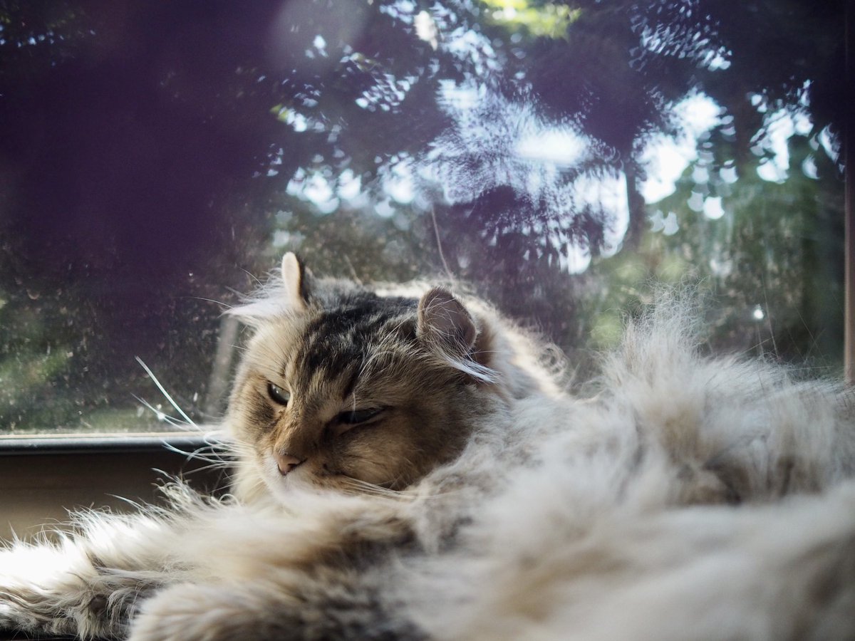 Maple_SKM's tweet photo. 今日のオリーブ。「暑いにゃ」 / Today's Olive.  #猫 #cat #neko #americancurl #アメリカンカール https://t.co/UECkk5kwqx