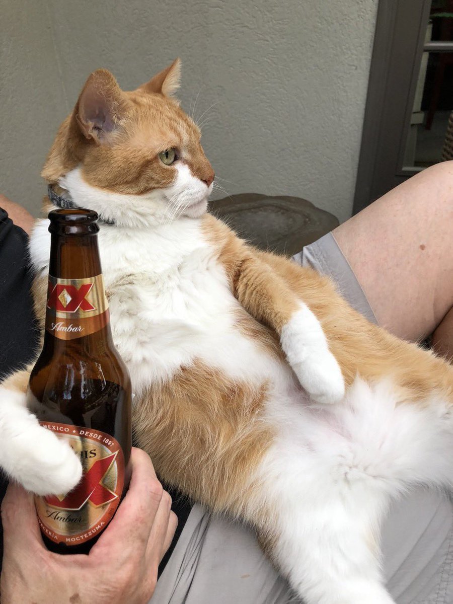 britpick's tweet photo. Feeling a little melancholy tonight. Just had to send the best cat ever over the rainbow bridge. 21 years of age so not a bad innings, but doesn't make it any easier 💔💔 https://t.co/edAXMrjDX0