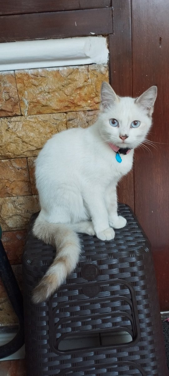 Mohon info bila ada yang melihat. Kucing hilang sejak Kamis pagi, 10 Agustus 2023. Ciri2 seperti di foto.  Ciri2 tambahan, suka bermain lempar tangkap. Bila ada info bisa langsung DM. Terimakasih sebelumnya <a href="/infomalang/">Info Malang</a>