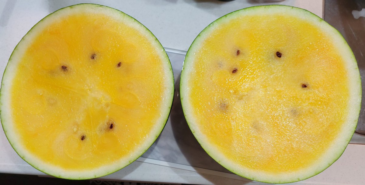 Commuting_rush's tweet image. 今年初のスイカ
ネットで長野県のJAから購入した黄色いスイカが甘くて美味すぎる🍉
普通果肉と皮の狭間はどうしても甘みが弱いのに、このスイカは何故か皮ギリギリまで甘いのです！
6000円位で少し高めですが
でかいので食べ応えもあります。
#スイカ