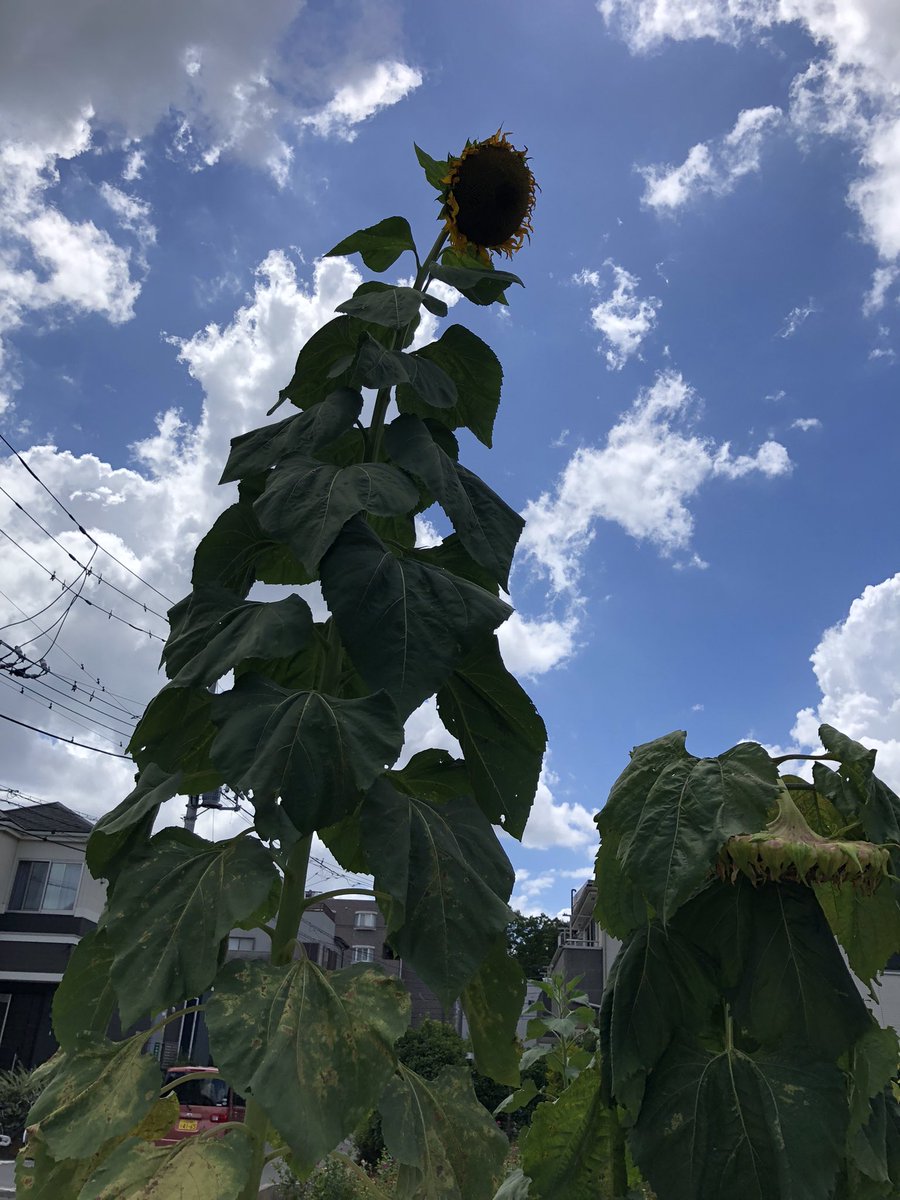 ki_ko1217's tweet photo. 実家の🌻デカすぎませんかね https://t.co/aIiekXZHHB