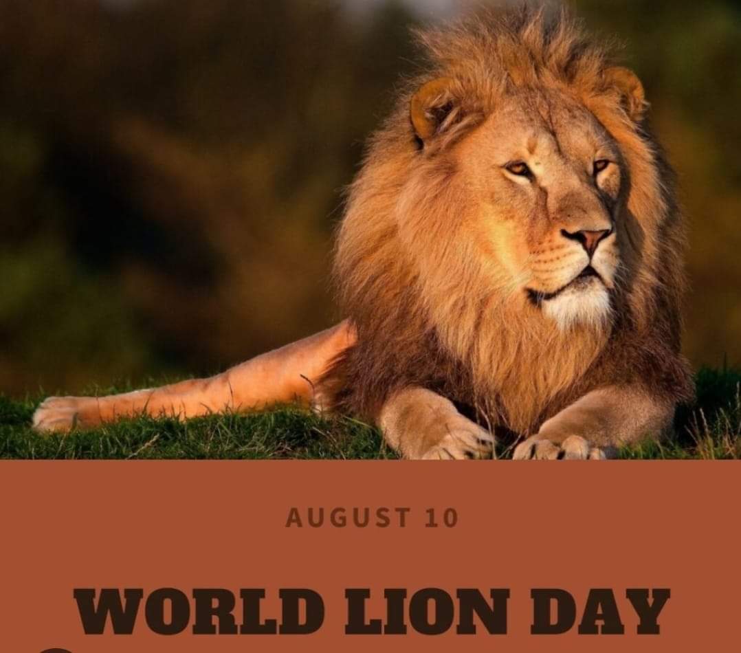~ #worldlionday It's a good day to think about a world where lions don't exist in their natural habitat any longer. Do we want that world? No. Absolutely not.  We must demand that they be more strictly protected.We must do more. ~ #endpoaching #protectlions