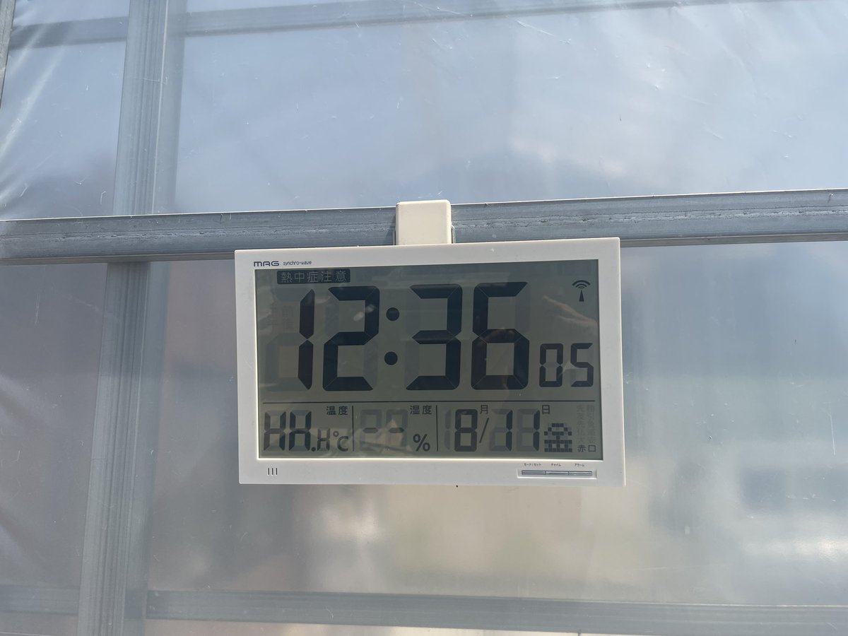 1151uroko's tweet photo. 今日もハウス内は灼熱なのです。温度計が50度を超えてHHになっています。皆様も熱中症にはどうかお気をつけ下さい。#ハウス　#熱中症　#greenhouse #heatstroke https://t.co/R2Nh02rmEj