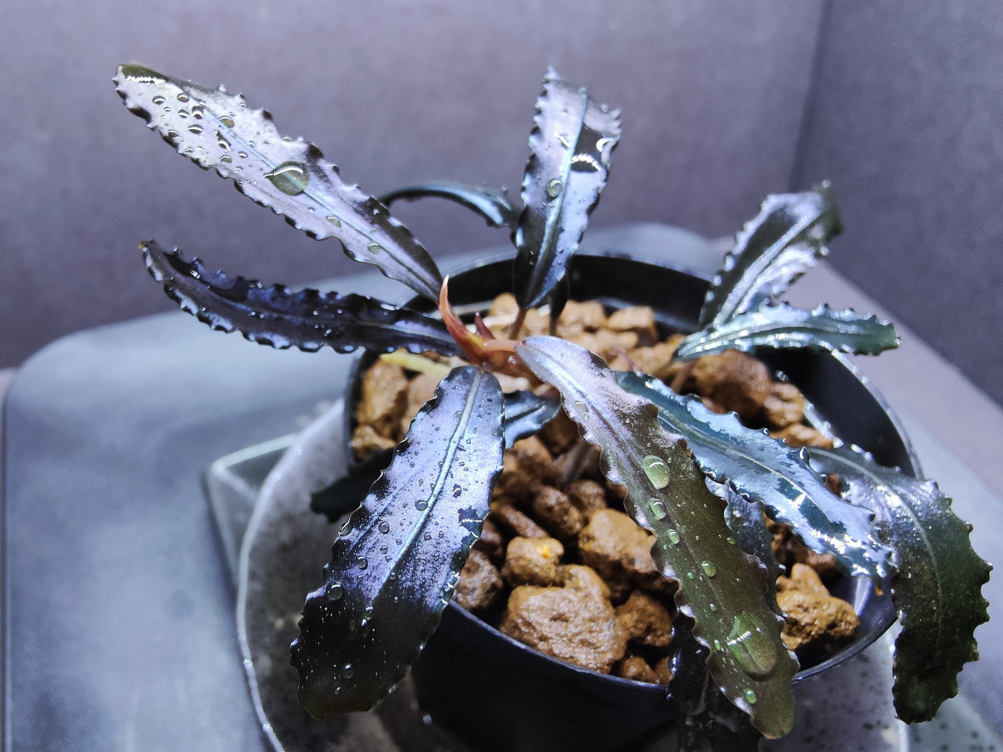 キボーデコ on X: 