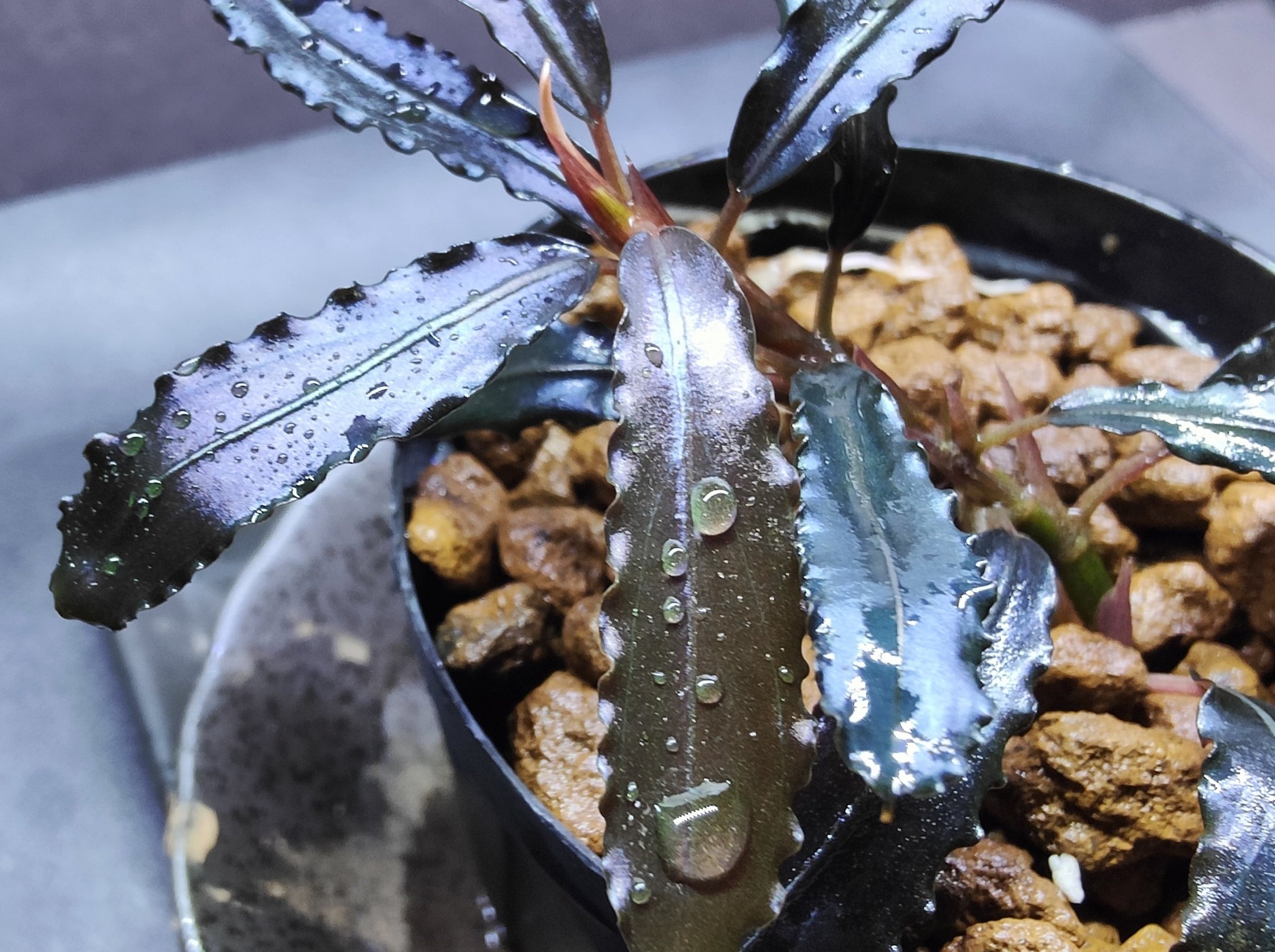 IC106 ADA Tissue Culture - Bucephalandra sp. 'Sintang' (cup