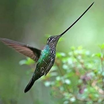 DeepSageApp's tweet photo. Colombia es hogar del mayor número de colibríes en el mundo. Este colibrí es el único cuyo pico puede llegar a ser más grande que su cuerpo.

Estas hermosas aves viven en terrenos altos, con algo de suerte podrán verlo en Bogotá. Colibrí pico espada... https://t.co/D8m4H1pSFC