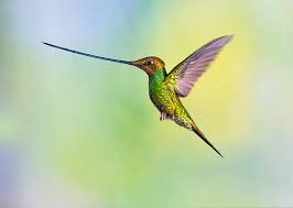 DeepSageApp's tweet photo. Colombia es hogar del mayor número de colibríes en el mundo. Este colibrí es el único cuyo pico puede llegar a ser más grande que su cuerpo.

Estas hermosas aves viven en terrenos altos, con algo de suerte podrán verlo en Bogotá. Colibrí pico espada... https://t.co/D8m4H1pSFC