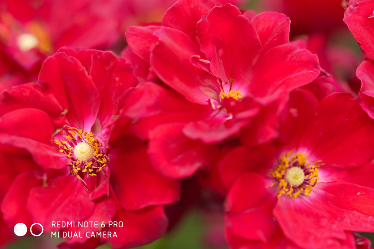 pranatis11's tweet photo. "Embracing nature's beauty" 🌸 #FlowerPower
#ShotOnRedmi
#Xiaomi
#RedmiNote6Pro
@Xiaomi @XiaomiIndia @RedmiIndia 
@leijun @Rozmond1 https://t.co/cRnXlGLjNI