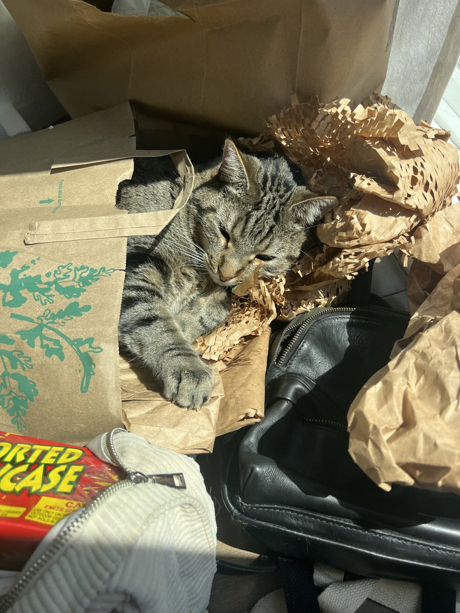 biggfrancess's tweet photo. @ShouldHaveCat Morsel https://t.co/z1NLC7w47r